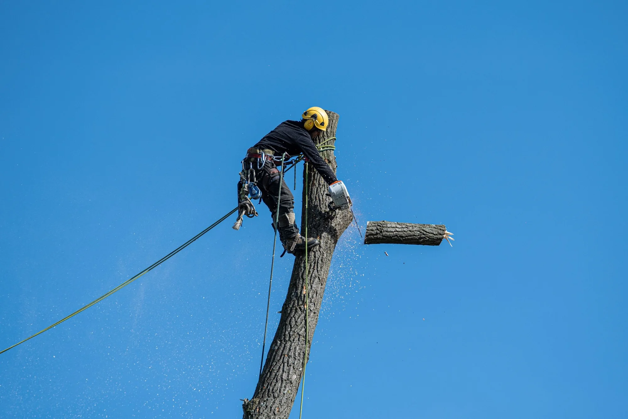 Topkapning i Ringsted: klatrende arborist tager toppen ned i sektioner